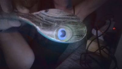 CuteNymfo Live Image