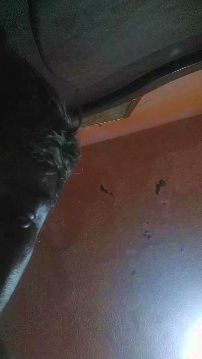 Pedugo Live Image