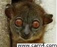 _big_Eyes_ Live Image