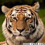 dertiger06 Live Image