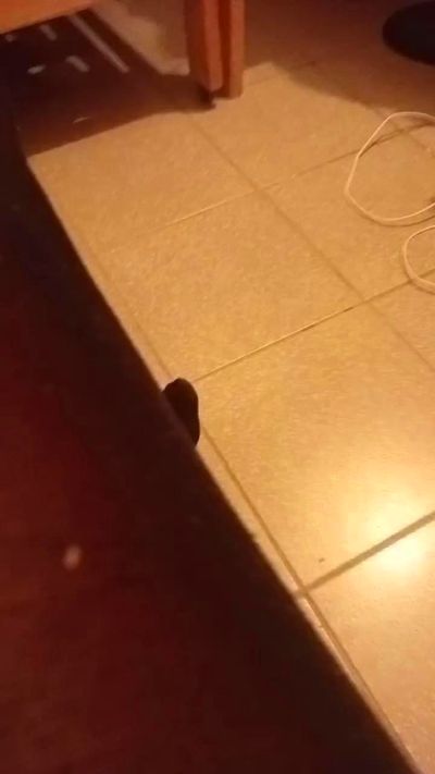 Zayuri live from Argentina