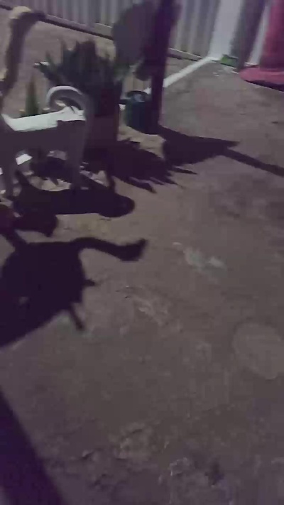 micarla6 live from Brazil